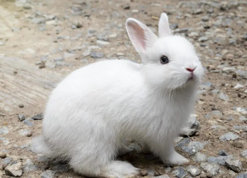 Spiritual Meaning of a White Rabbit in a Dream