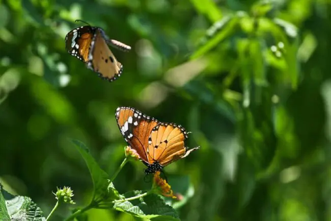 2 Butterflies Flying Together: Unraveling Their Spiritual Meaning