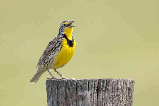 Unveiling the Spiritual Meaning of Meadowlark