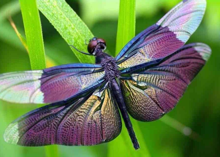 Purple Dragonfly Spiritual Meaning: What Does It Mean?
