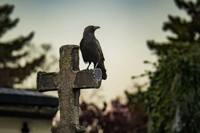 7 Crows Meaning Spiritual Meaning And Symbolism