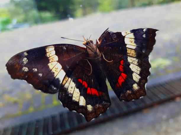 Black Butterfly With Broken Wing Symbolism