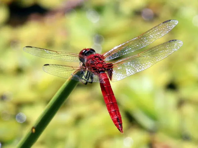 Dragonfly Color Symbolism