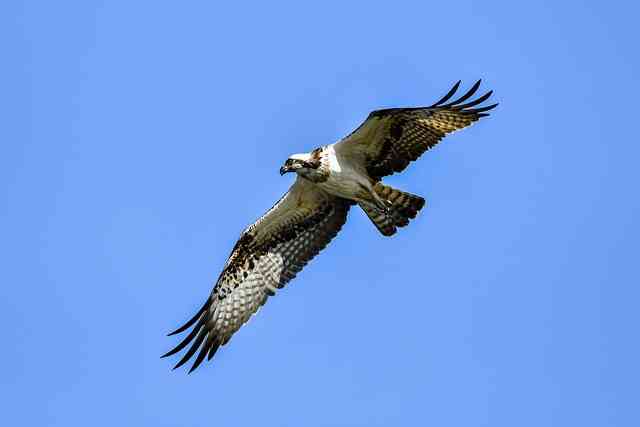 Unveiling the Spiritual Meaning of Osprey