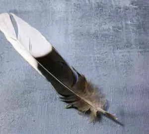 Black and White Feather Meaning in the Bible: A Spiritual Perspective