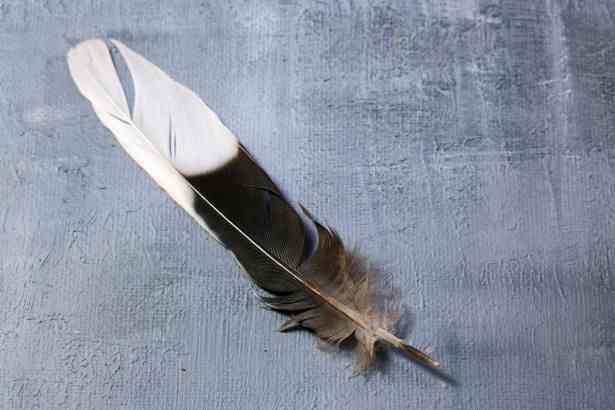 Black and White Feather Meaning in the Bible: A Spiritual Perspective