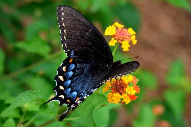 Spiritual Meaning of the Black Swallowtail Butterfly