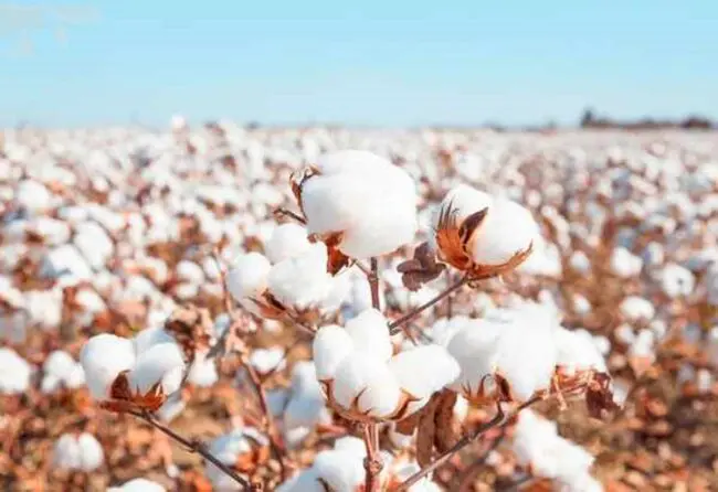 Spiritual Meaning of Cotton