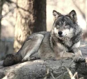 Exploring the Biblical Meaning of Wolves in Dreams