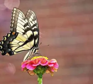 Tiger Swallowtail Butterfly: Deciphering Its Spiritual and Symbolic Messages