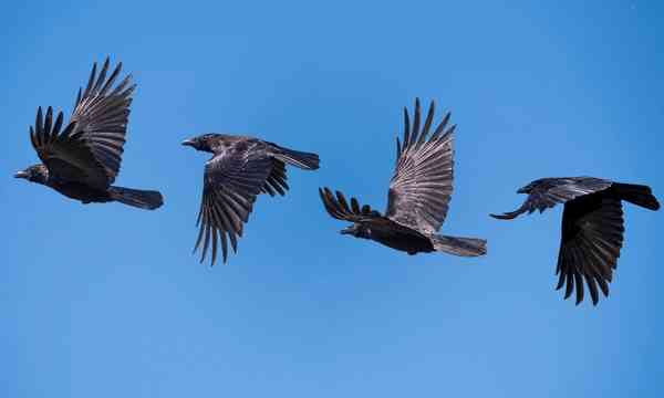 Crows Flying Counterclockwise Spiritual Meaning