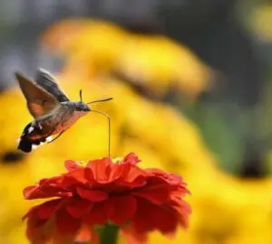 Spiritual Significance of the Hummingbird Moth