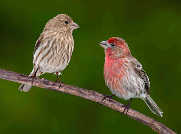 Unveiling the Spiritual Meaning of House Finch