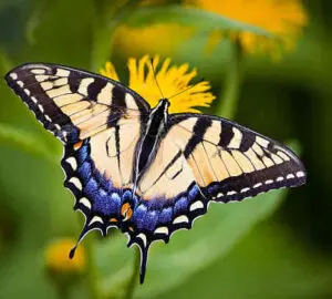 The Meaning of Swallowtail Butterflies
