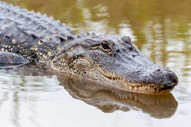 Alligator Dream Meanings and Interpretations