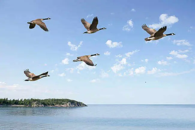 Meaning of Geese Flying Overhead