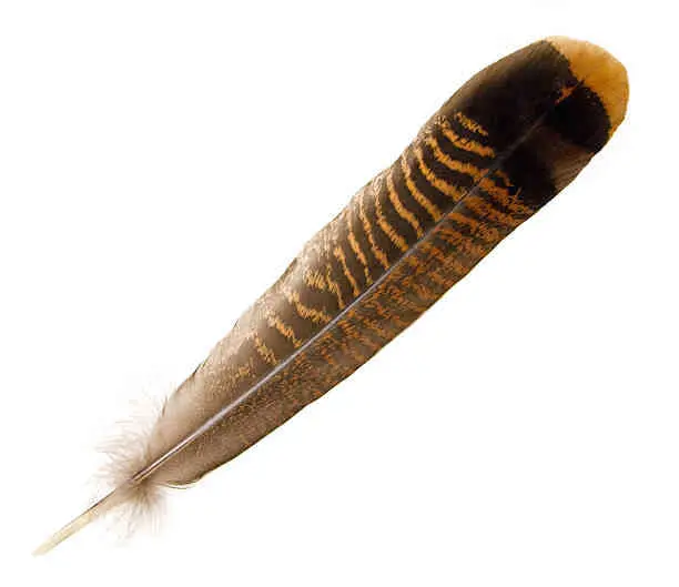 Turkey Feather Symbolism: Exploring Its Spiritual and Cultural Meanings