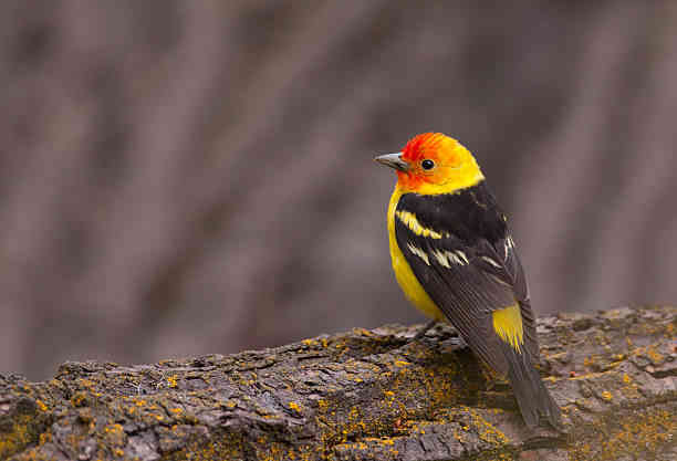 Unveiling the Spiritual Meaning of Western Tanager