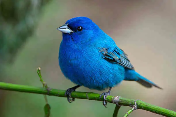 Unveiling the Spiritual Meaning of Indigo Bunting