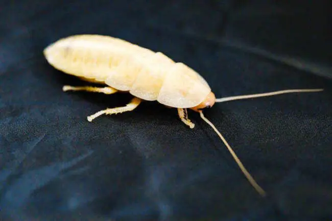 Unveiling the White Cockroach Spiritual Meaning 🦗