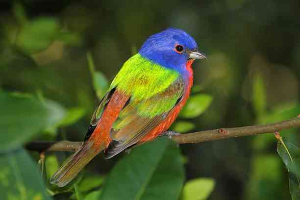 The Symbolism and Spiritual Significance of the Painted Bunting