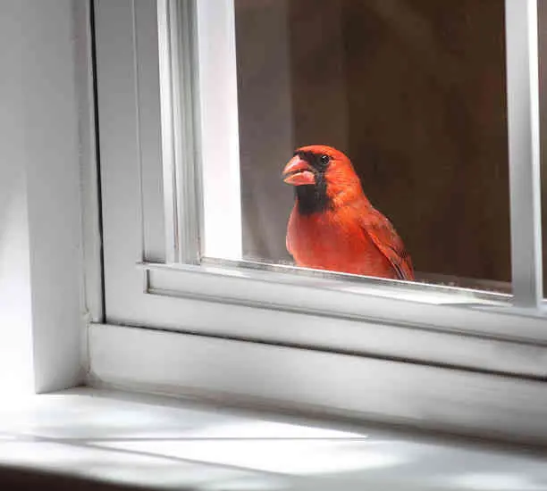 Spiritual Meaning of Cardinal Tapping on Window: Good Luck