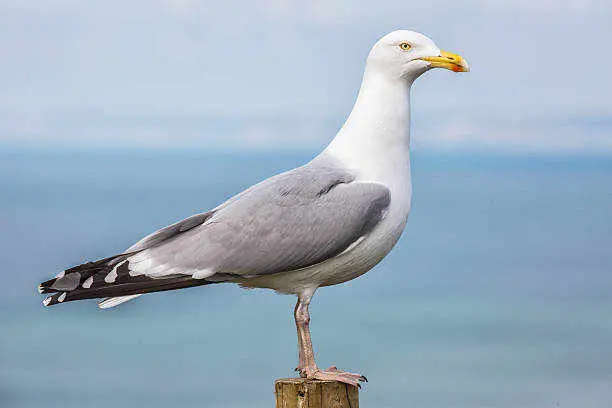 Unlocking the Spiritual Meaning of Herring Gull