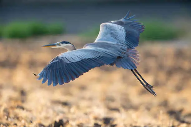 Great Blue Heron Symbolism & Spiritual Insights