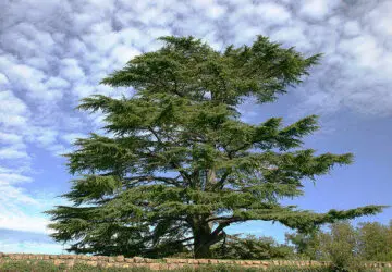 Spiritual Meaning of Cedar: Understanding Its Significance
