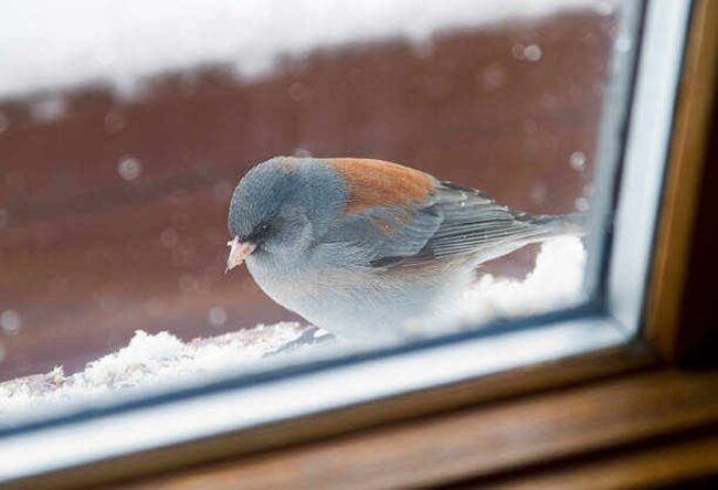 Bird Chirping Outside My Window: The Spiritual Meaning