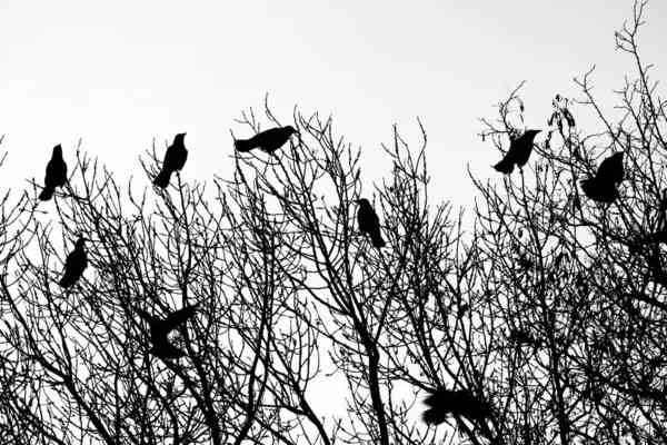 Crows Gathering in Large Numbers: Spiritual Meaning
