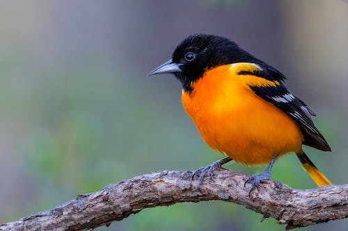 Discover the Spiritual Meaning of Baltimore Oriole