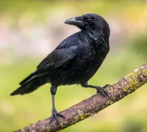 4 Crows: 13 Spiritual Meaning - Love, Biblical and Wealth