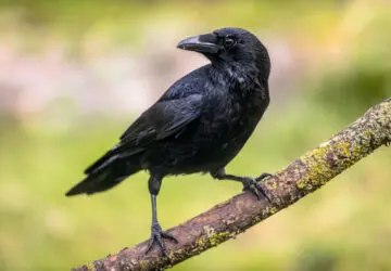 4 Crows: 13 Spiritual Meaning - Love, Biblical and Wealth