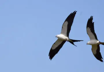 Swallow-Tailed Kite Spiritual Meaning: Love And Biblical Symbolism