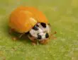 The Spiritual Meaning of Yellow Ladybugs With No Spots