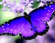 Butterfly Spiritual Meaning And Symbolism: Guide