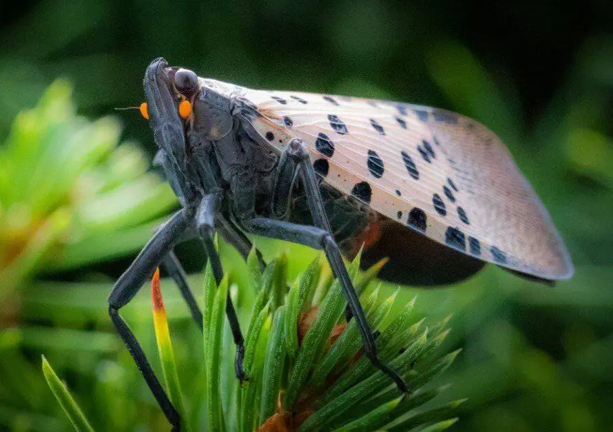 The Deeper Meaning Behind the Spotted Lanternfly