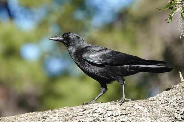 Seeing a Single Crow - Symbolism and Meaning