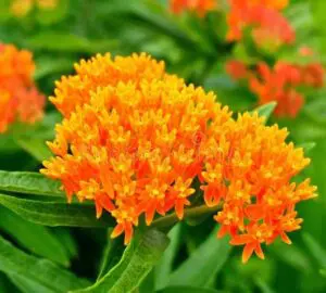 The Spiritual Symbolism and Meaning Behind the Butterfly Weed Flower