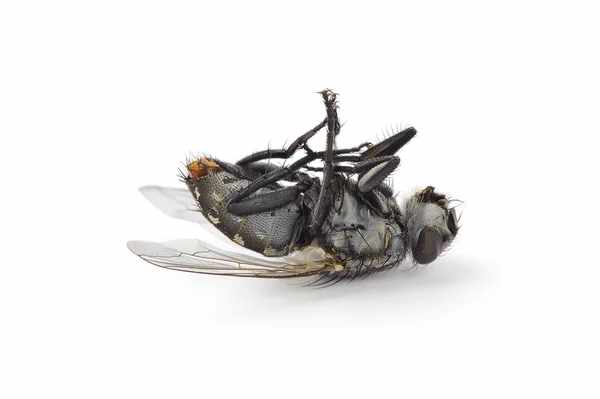 Dead Fly Spiritual Meaning: Love And Biblical Symbolism