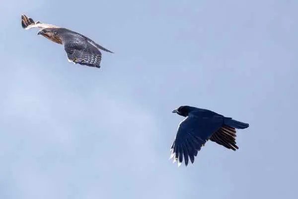 Crows Chasing Hawk Spiritual Meaning: Chasing And Color Symbolism