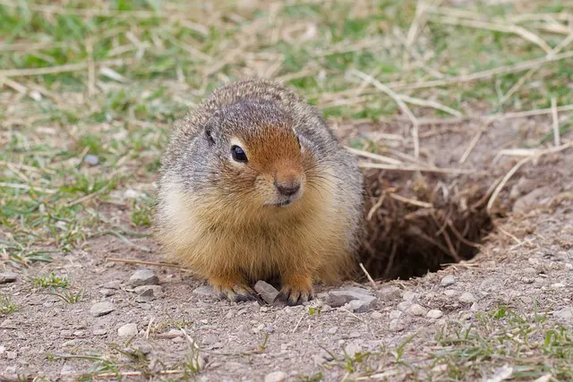 Gopher Spiritual Meaning: Love And Biblical Symbolism