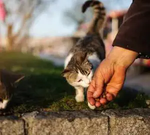 Why Do Stray Cats Rub against Your Legs: Spiritual Meaning