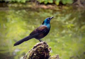 What Is The Spiritual Meaning Of A Grackle: Dreams And Mythology