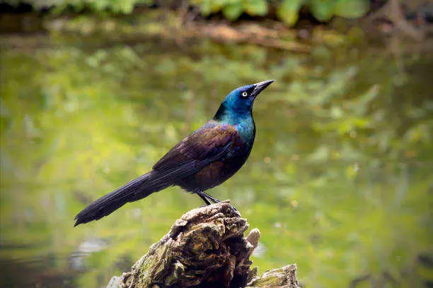 What Is The Spiritual Meaning Of A Grackle: Dreams And Mythology