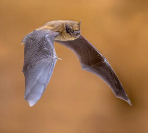 Spiritual Meaning Of Bats Outside Your House: Flying And Night Time Visits