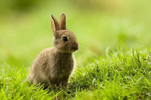 Spiritual Meaning of Rabbit Crossing Your Path: 14 Symbolism