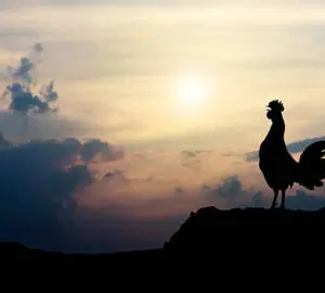 Rooster Crowing At Night Spiritual Meaning: Biblical And Superstition