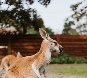 Spiritual Meaning Of Kangaroo In Dreams